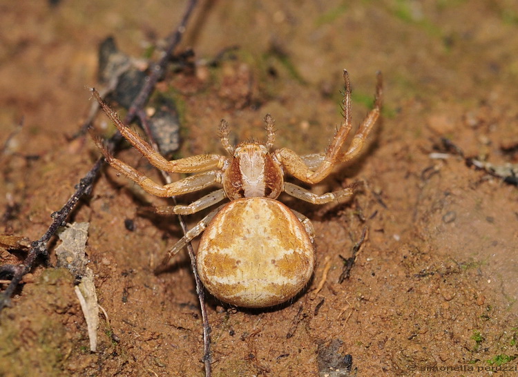 Xisticus sp. femmina